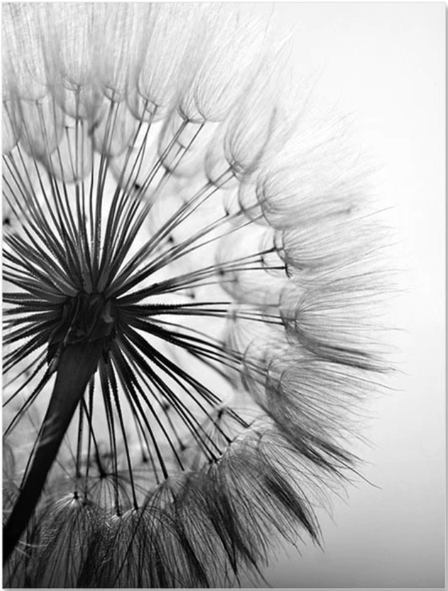 Dandelion Flower Canvas