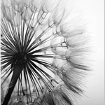 Dandelion Flower Canvas