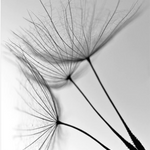 Dandelion Flower Canvas