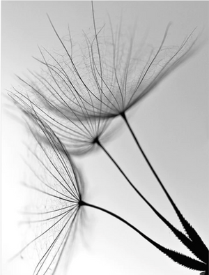 Dandelion Flower Canvas