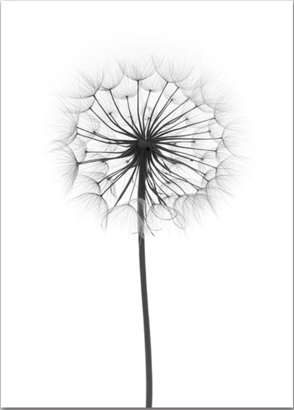 Dandelion Flower Canvas