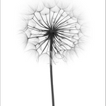 Dandelion Flower Canvas