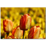 Tulip Flowers Canvas