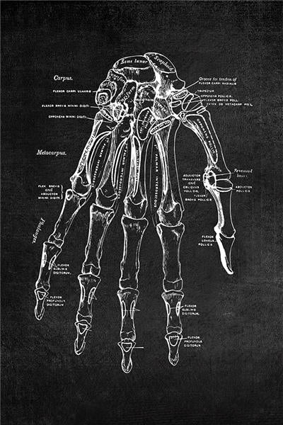 Modern Human Anatomy Artwork - Pretty Art Online