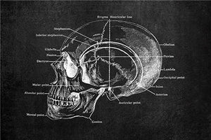 Modern Human Anatomy Artwork - Pretty Art Online