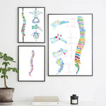 Colourful Spine Anatomy Artwork - Pretty Art Online