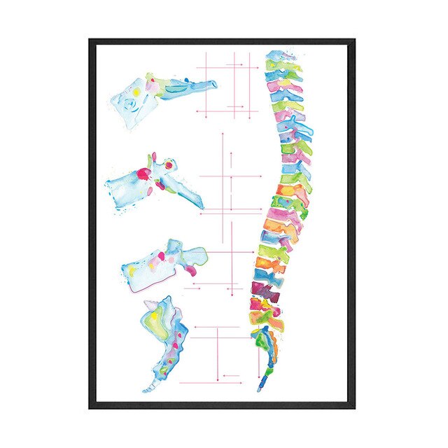 Colourful Spine Anatomy Artwork - Pretty Art Online